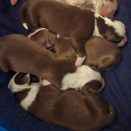 Girl 5 - Red tri-color female Australian Shepherd puppy in Russellville, Kentucky from Page Family Homestead