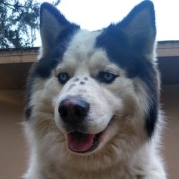 Cotton - Siberian Husky