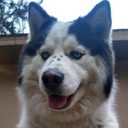Cotton - Siberian Husky