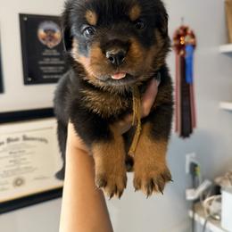 Girl 1 - Black and mahogany female Rottweiler puppy in Cleveland, Texas from Vom Haus Fantasy Rottweiler Kennel