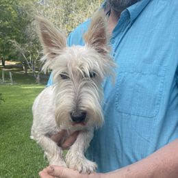 Iitty - Scottish Terrier