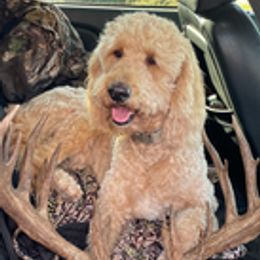 Huck - Goldendoodle