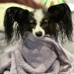 Papillon All Grown Up from DogBond Papillons