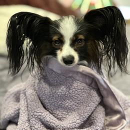 Papillon All Grown Up from DogBond Papillons