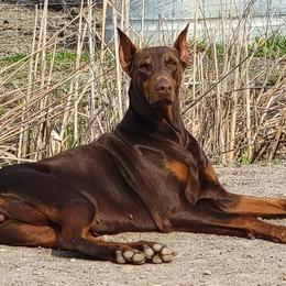 Doberman Pinschers and German Shorthaired Pointers from Snell's Superior Kennel Dobermann & GSP