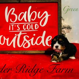 Green - Black and tan Cavapoo puppy in White Sulphur Springs, West Virginia from Ryder Ridge Farm