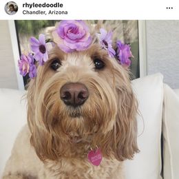 Bernedoodle, Goldendoodle, and Aussiedoodle All Grown Up from Arizona Goldendoodles