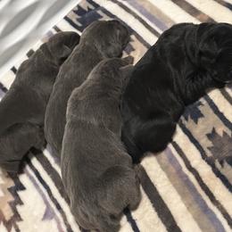Cane Corso Puppies from Richline Kennel