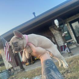 Pink - Blue fawn female French Bulldog puppy in Sherman, Texas from Cole's French Bulldogs