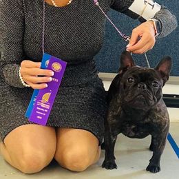 French Bulldogs from Camp Terrazas