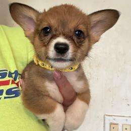 Yellow - White and red male Pembroke Welsh Corgi puppy in Rochester, New York from Tnt Yorkies and Cosmic corgis