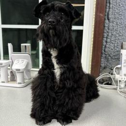 Piper - Miniature Schnauzer