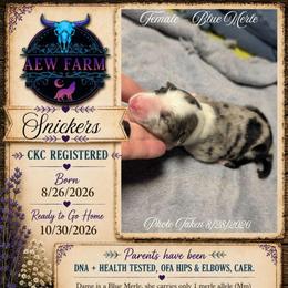 Snickers - Blue merle female Australian Shepherd puppy in Citra, Florida from AEW Farm