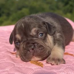 Beth - Tricolors female French Bulldog puppy in Warm Springs, Arkansas from State Line Dachshunds & Frenchies