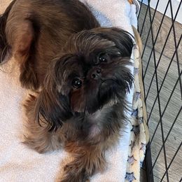 Ember - Red female Shih Tzu puppy in Meyers Park, North Carolina from 🌗 New Moon Shih Tzu 🌗
