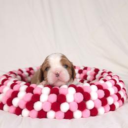 AKC Charles - Blenheim male Cavalier King Charles Spaniel puppy in Bonney Lake, Washington from House of Happy Cavaliers