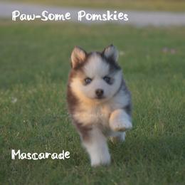 Mascarade - Black and white female Pomsky puppy in Krum, Texas from Paw-Some Pomskies