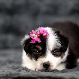 Primrose - Black tri-color female Australian Shepherd puppy in Riverton, Utah from Stone Ridge Australian Shepherds