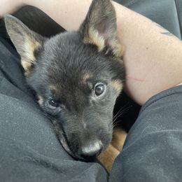 German Shepherd Puppies from Dady Shepherds