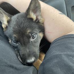 German Shepherd Puppies from Dady Shepherds