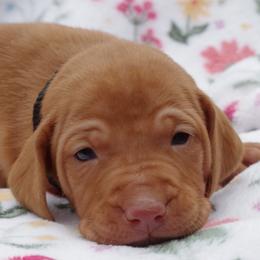 Pup g1 - Golden rust female Vizsla puppy in New London, Iowa from Circle Bar J