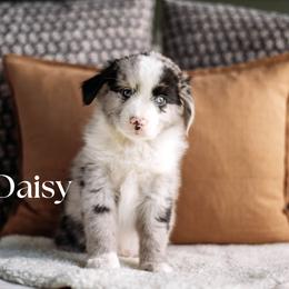 DAISY - Blue merle female Miniature American Shepherd puppy in Puyallup, Washington from FERGI’S GEMINI MAS