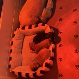 French Bulldog Puppies from Orderofthebulldogs, LLC