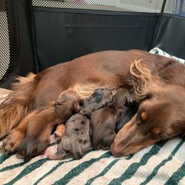 Dachshund Puppies from DreamHaven Kennel