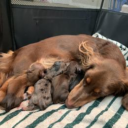 Dachshund Puppies from DreamHaven Kennel