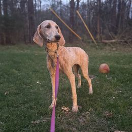 Wanda - Apricot Poodle puppy in Palmyra, Virginia from Shepherd's Run Aussies and Poodles