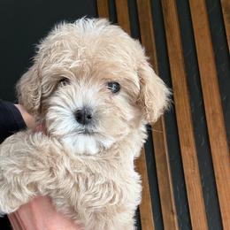 Henry - Buff and white male Cockapoo puppy in Yuba City, California from The Doodle Barn