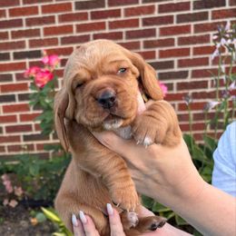 Boy 2 yellow - Mahogany and white male Basset Hound puppy in Columbus, Ohio from Olveras Hound of Ohio