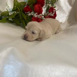 Lilly - Cream female Dachshund puppy in Smicksburg, Pennsylvania from TLC Dachshunds