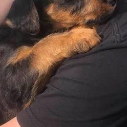 Airedale Terriers from Rising-aire Terriers