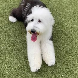 Sheepadoodle Puppies from Sunflower Family Farms