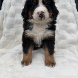 Sultan - Black rust and white male Bernese Mountain Dog puppy in Carroll County, Virginia from Blue Ridge Bernese