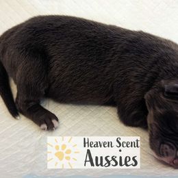 Kava - Red tri-color Australian Shepherd puppy in Grand Island, Nebraska from Heaven Scent Aussies