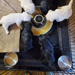 Scottish Terrier Puppies from Cavern Kennels