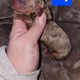 Boy 1 - Dapple male Dachshund puppy in Lansing, Michigan from Black Thunder 517 Cane Corso and Dachshunds and frenchies
