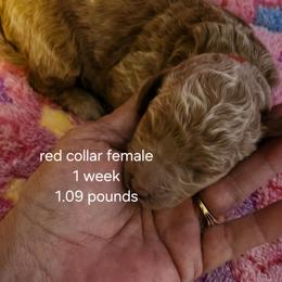 Red collar Penny - Apricot female Goldendoodle puppy in Fairmount, Indiana from Capens' Doodles,Poodles and Poo's