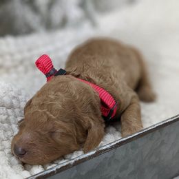 Cavapoo and Whoodle Puppies from Gardner Lane Puppies
