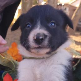 Border Collies from KMA Ranch