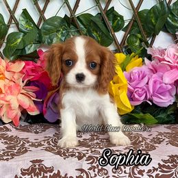 Sophia - Blenheim female Cavalier King Charles Spaniel puppy in Hollywood, Florida from World Class Cavaliers