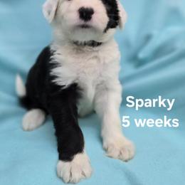 Sparky - Gray and white male Old English Sheepdog puppy in Sutherlin, Oregon from Sapphire Eyes Sheepdogs