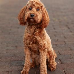 Pumpkin - Goldendoodle