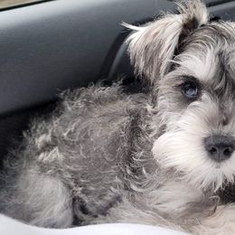 Miniature Schnauzers from Parker’s Min Chnauzerz