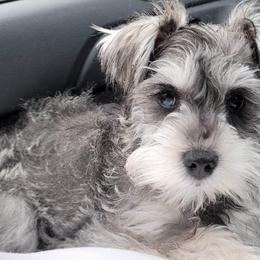 Miniature Schnauzers from Parker’s Min Chnauzerz