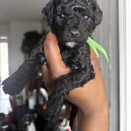 Cavapoo Puppies from J'Adore Doodles