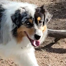 Bonnie - Australian Shepherd