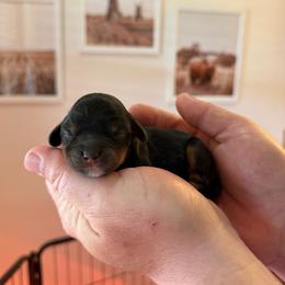 Saint - Black and tan male Cavalier King Charles Spaniel puppy in Gonzales, Texas from Veach Cavaliers & Farm